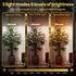 3H/9H/12H, 51-67in Plant Grow Light for Indoor Plants, Full Spectrum Grow Lamp with Pedestal Stand, Automatic Timer
