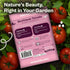 350 Packets SVI Determinate Beefsteak Tomato Seeds (Solanum lycoperscium) Beefsteak Tomatoes Seed Beef Steak Tomatoes
