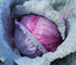 Axel's Garden Seeds Packets 5 Packets Cabbage Seeds for Planting - Plant & Grow Red Acre Cabbage in Your Home Outdoor
