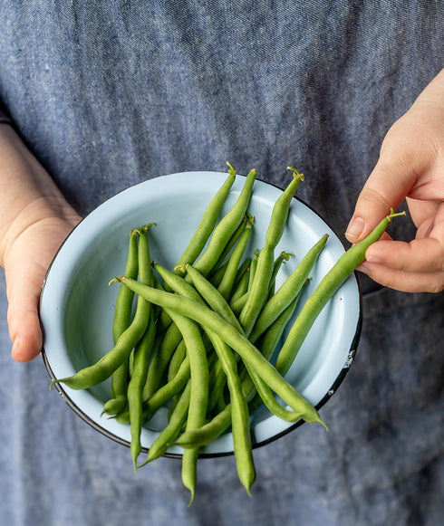 8 Burpee Kentucky Blue Pole Bean Seeds ounces of seed