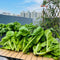 4000+ Florida Broadleaf Mustard Seeds for Planting Vegetable Seeds for Green Leaf