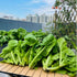 4000+ Florida Broadleaf Mustard Seeds for Planting Vegetable Seeds for Green Leaf