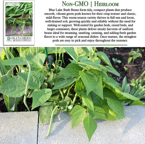 50+ Packet, Blue Lake Bush Green Bean Seeds, Heirloom Seeds Per Non GMO Seeds, (Isla's Garden Seeds), Botanical Name: