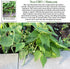 50+ Packet, Blue Lake Bush Green Bean Seeds, Heirloom Seeds Per Non GMO Seeds, (Isla's Garden Seeds), Botanical Name: