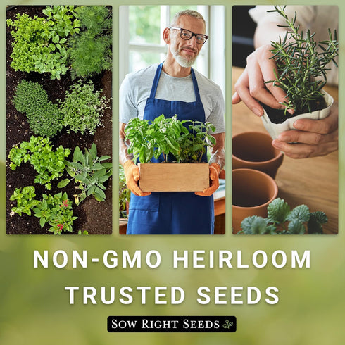 Common Packet (3) Sow Right Seeds - Chives Seed for Planting - Non-GMO Heirloom with Instructions to Plant and Grow