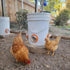 8 Pack 8 1 Chicken Feeder Port, Chicken Feeders No Waste with Lids Drill Bit, DIY Automatic Poultry Feeder Cups Kit