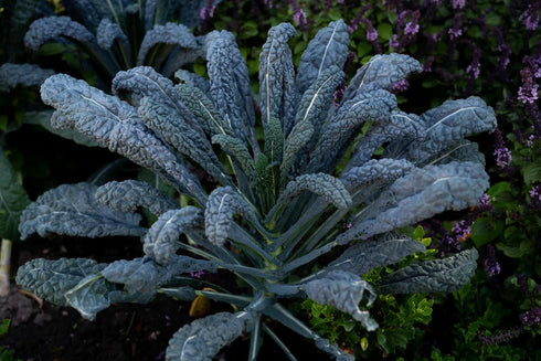 2 500+ TKE Farms & Gardens - Lacinato Kale Seeds for Planting, Grams, Heirloom Non-GMO Seeds - Dinosaur Kale, Tuscan