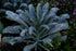2 500+ TKE Farms & Gardens - Lacinato Kale Seeds for Planting, Grams, Heirloom Non-GMO Seeds - Dinosaur Kale, Tuscan