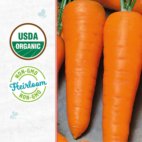 100% Packet 420mg Back to The Roots Organic Seed - Carrot 'Chantenay Red Cored'