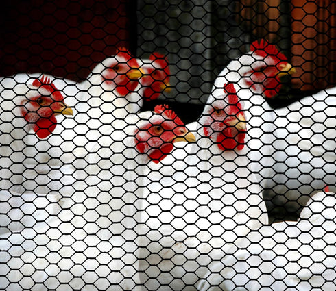 (4' 25' Boen - Plastic Hex Chicken Wire Mesh Temporary Fence Roll x - Black) - Plastic Fence Poultry Netting