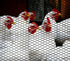 (4' 25' Boen - Plastic Hex Chicken Wire Mesh Temporary Fence Roll x - Black) - Plastic Fence Poultry Netting