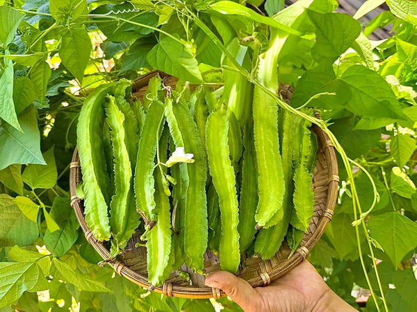 Generic 50+ ORGANIC Winged Bean Seeds- Ht u Rng - Dragon Bean, Four-angled,