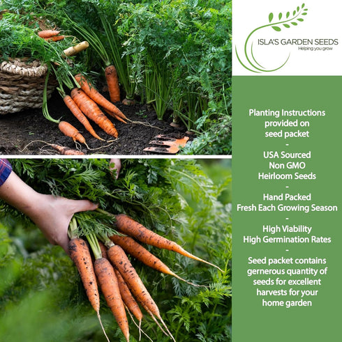 500+ 85% Scarlet Nantes Carrot Seeds for Planting Non-GMO & Heirloom Seeds, Botanical Name: Daucus carota, Germination