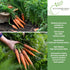 500+ 85% Scarlet Nantes Carrot Seeds for Planting Non-GMO & Heirloom Seeds, Botanical Name: Daucus carota, Germination