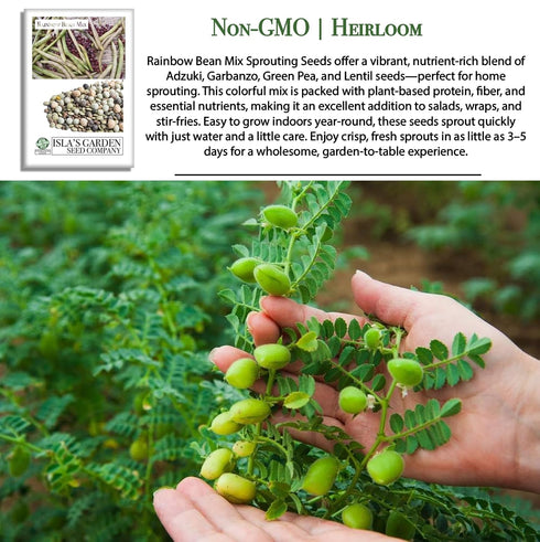 40+ Packet, Rainbow Bean Mix Sprouting Seeds, Adzuki, Garbanzo, Green Pea, & Lentil, Heirloom Seeds in Mixture Per Non