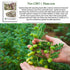 40+ Packet, Rainbow Bean Mix Sprouting Seeds, Adzuki, Garbanzo, Green Pea, & Lentil, Heirloom Seeds in Mixture Per Non