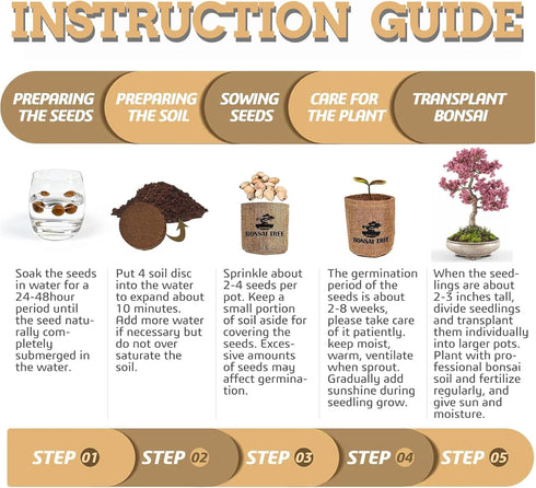 5 Indoor Bonsai Garden Starter Kit, Seeds Growing into Red Maple, Wisteria, Black Pine, Judas Tree, Acacia, Including