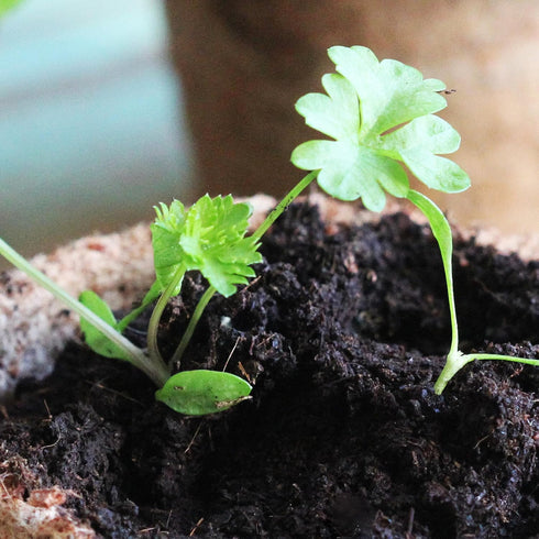 (1 Pack) Seed Needs Italian Flat Leaf Parsley Seeds for Planting - Non-GMO, Heirloom & Untreated - Culinary Herbs