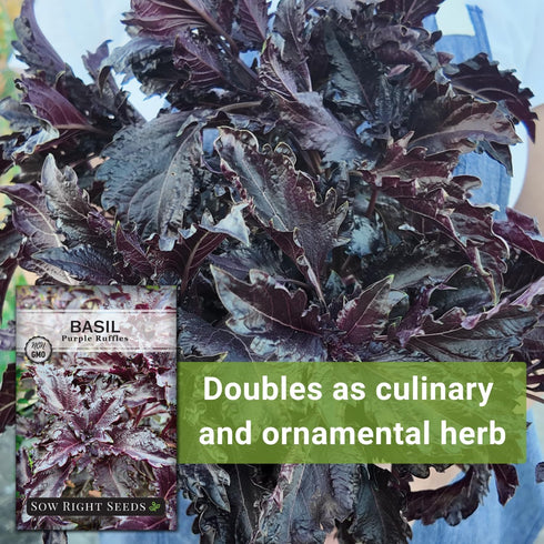 Packet (1) Sow Right Seeds - Purple Ruffles Basil Seeds for Planting - Non-GMO Heirloom with Instructions - Indoors