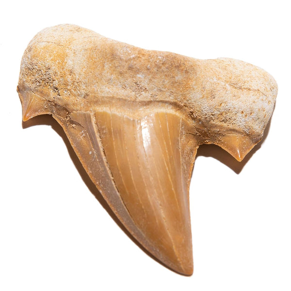 KALIFANO Authentic Fossilized Prehistoric Shark Teeth from Morocco - Shark Tooth for Fossil