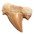 KALIFANO Authentic Fossilized Prehistoric Shark Teeth from Morocco - Shark Tooth for Fossil