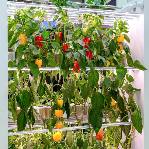 600+ 10 Pepper Seeds, Heirloom Vegetable Seed for Planting Indoor Outdoor, Varieties Hot and Bell Pepper (Capsicum