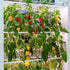 600+ 10 Pepper Seeds, Heirloom Vegetable Seed for Planting Indoor Outdoor, Varieties Hot and Bell Pepper (Capsicum