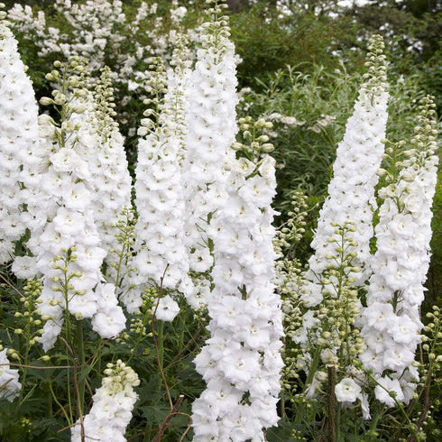 White Larkspur Rocket Flower Seeds for Planting, 250+ Seeds, Non-GMO Heirloom Seeds for Home Garden