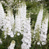 White Larkspur Rocket Flower Seeds for Planting, 250+ Seeds, Non-GMO Heirloom Seeds for Home Garden