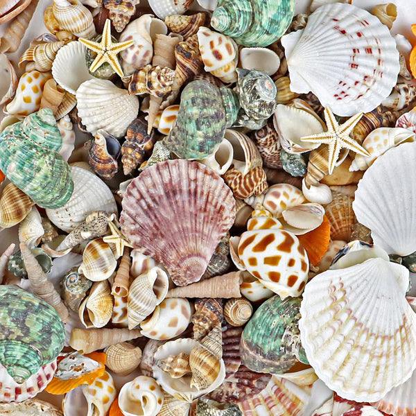 WFPLUS 200+pcs Mixed Sea Shells, Natural Seashells and Starfish for Fish Tank, Home Decorations, DIY Crafts