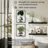 2-pack) Sisher Plant Stand Indoor Outdoor,Window Plant Shelf Picture Frame Wall Plant Stand Metal Wall Plant Shelf Ease