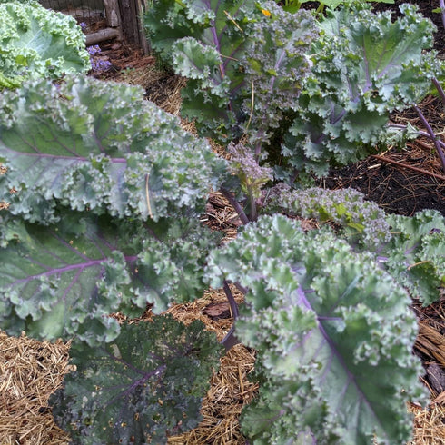 1 Todd's Seeds Red Russian Kale Seed - Pound