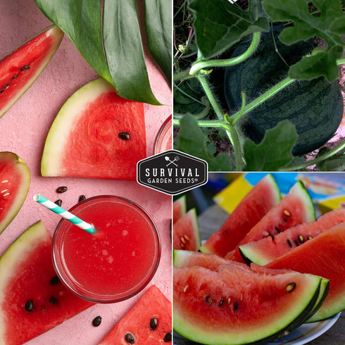 (1 Pack) Sugar Baby Watermelon Seeds - Grow Little Round Icebox Watermelons at Home - Non-GMO Heirloom Variety