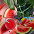 (1 Pack) Sugar Baby Watermelon Seeds - Grow Little Round Icebox Watermelons at Home - Non-GMO Heirloom Variety