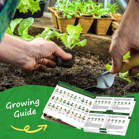30 12,000+ Heirloom Vegetable Seeds for Planting, Garden Seeds - Non-GMO Vegetable, Herb, Fruit Seeds - Survival Seed