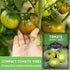 (1 Pack) Cherokee Green Tomato Seeds for Planting Heirloom Green Tomato Variety with Rich Sweet Flavor Large Non-GMO