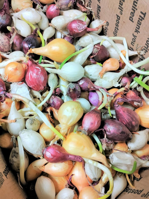 3 Sets (Bulbs) 1/2 (~50 Sets) 2026 TomorrowSeeds - Colors Mix Onion - Pound - Fresh Crop, Stored Cold, for Planting