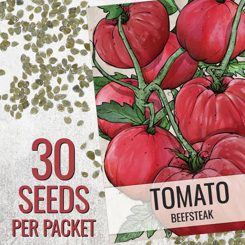 (1 Pack) Seed Needs Tomato Seeds for Planting Indeterminate True Beefsteak Tomatoes - Non-GMO Heirloom & Untreated