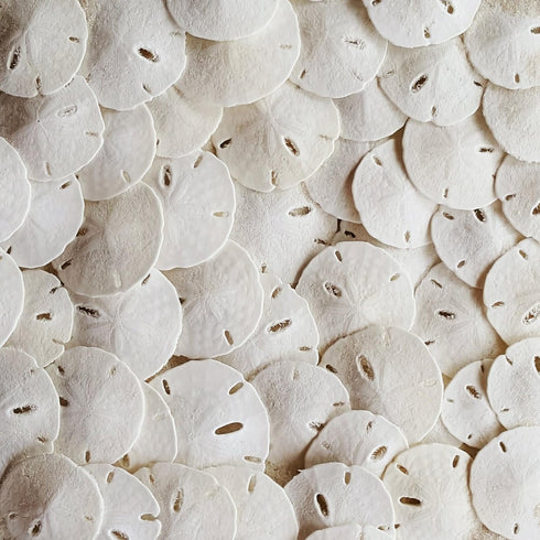 Tumbler Home Small Natural White Sand Dollars, 50 pcs - Wedding, Sea Shell Craft, 1 1/4" to 1 1/2"