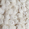 Tumbler Home Small Natural White Sand Dollars, 50 pcs - Wedding, Sea Shell Craft, 1 1/4" to 1 1/2"