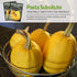3 Packets Survival Garden Seeds - Spaghetti Squash Seed for Planting - with Instructions to Plant and Grow Low Carb