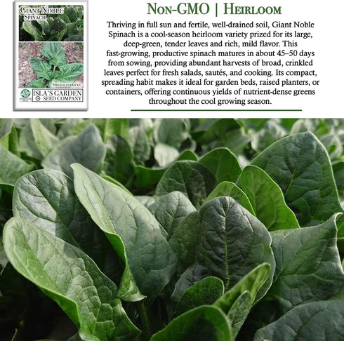100+ Giant Noble Spinach Seeds (Spinacia oleracea) Heirloom Non-GMO Seeds by Islas Garden Seeds, Large Tender Leaves