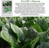 100+ Giant Noble Spinach Seeds (Spinacia oleracea) Heirloom Non-GMO Seeds by Islas Garden Seeds, Large Tender Leaves