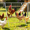 ANNDING Large Chicken Roosting Bars, 55 Inch Chicken Perch for Coop with Metal