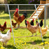 ANNDING Large Chicken Roosting Bars, 55 Inch Chicken Perch for Coop with Metal
