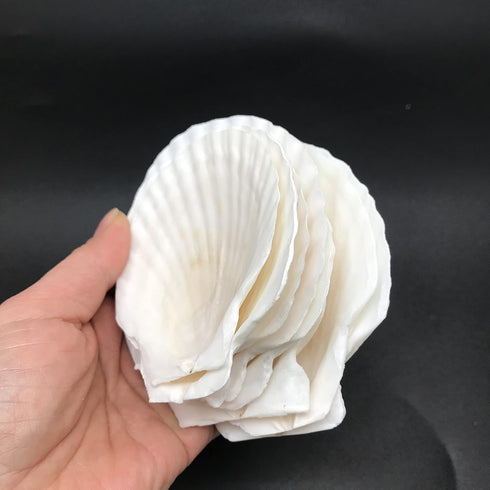 PEPPERLONELY 8 PC Large Great Scallop Sea Shells, Irish Baking Shells, 3 Inch ~ 4 Inch