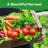 30 12,000+ Heirloom Vegetable Seeds for Planting, Garden Seeds - Non-GMO Vegetable, Herb, Fruit Seeds - Survival Seed