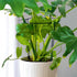 10 Pack 10" 16"(H) Peony Cages and Supports, (W) x Plant Support, Heavy-Duty Metal Plant Support Stakes, Plant Stakes