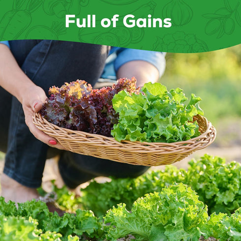 10 Heirloom Lettuce Seeds - Varieties, Non-GMO Seeds for Planting - Includes Spinach, Kale, Arugula, Romaine, Iceberg