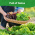 10 Heirloom Lettuce Seeds - Varieties, Non-GMO Seeds for Planting - Includes Spinach, Kale, Arugula, Romaine, Iceberg
